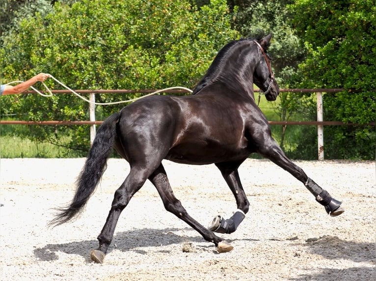 PRE Mix Stallion 4 years 16 hh Black in Navas Del Madroño
