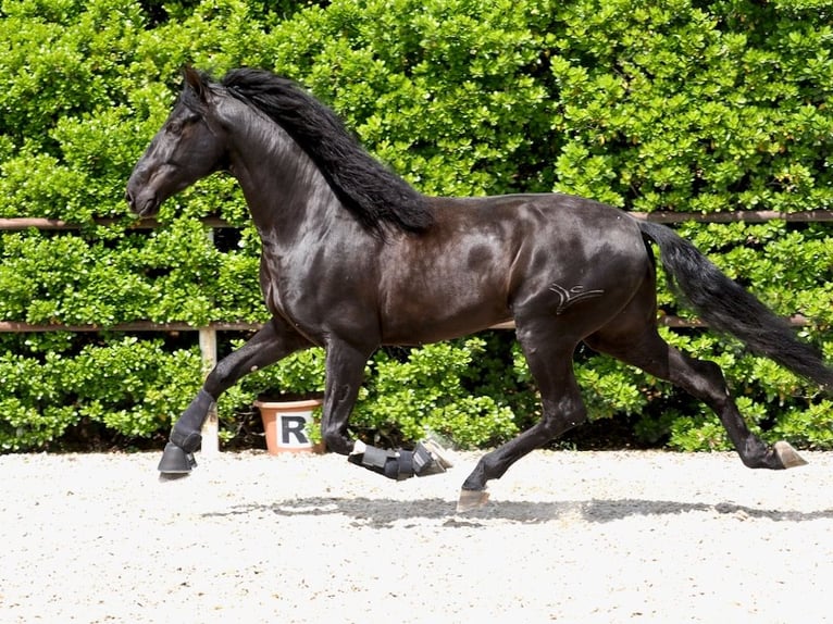 PRE Mix Stallion 4 years 16 hh Black in Navas Del Madroño