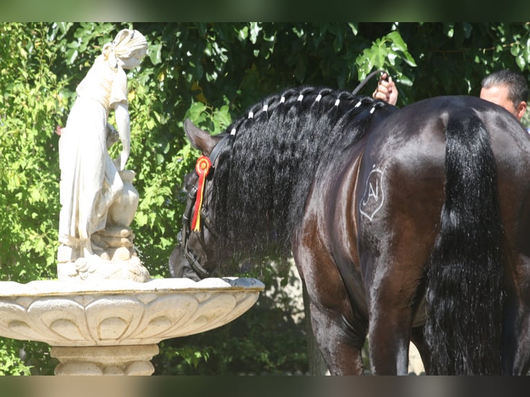 PRE Mix Stallion 4 years 16 hh Black in Jerez