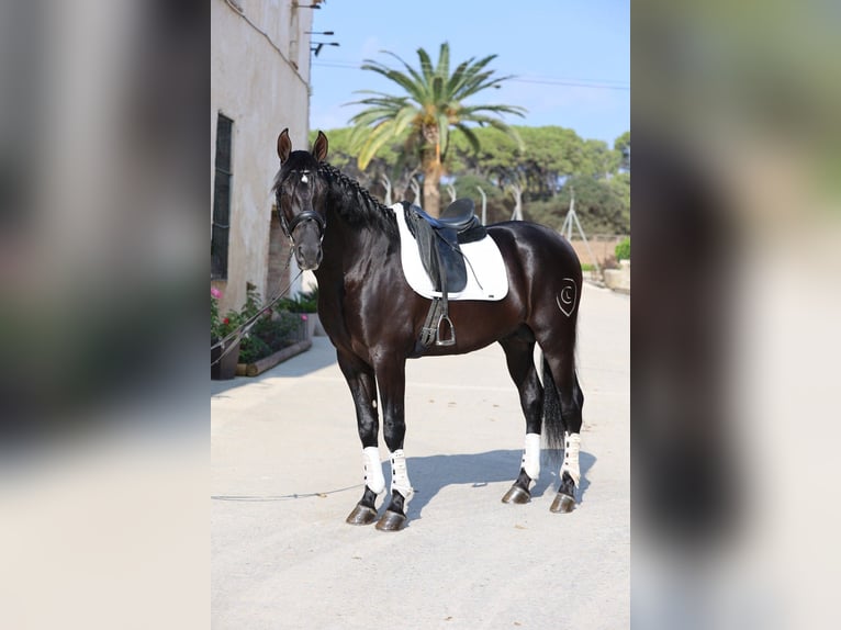 PRE Mix Stallion 4 years 16 hh Black in Oststeinbek
