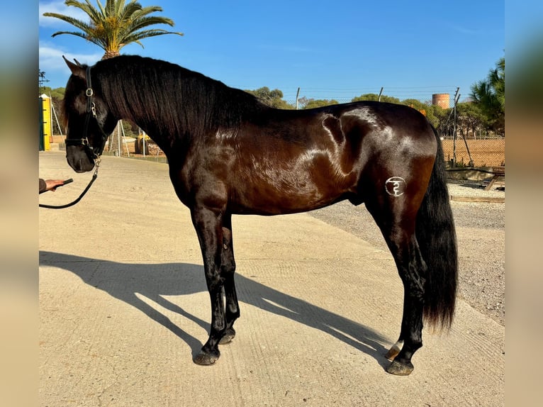 PRE Mix Stallion 4 years 16 hh Black in Hamburg