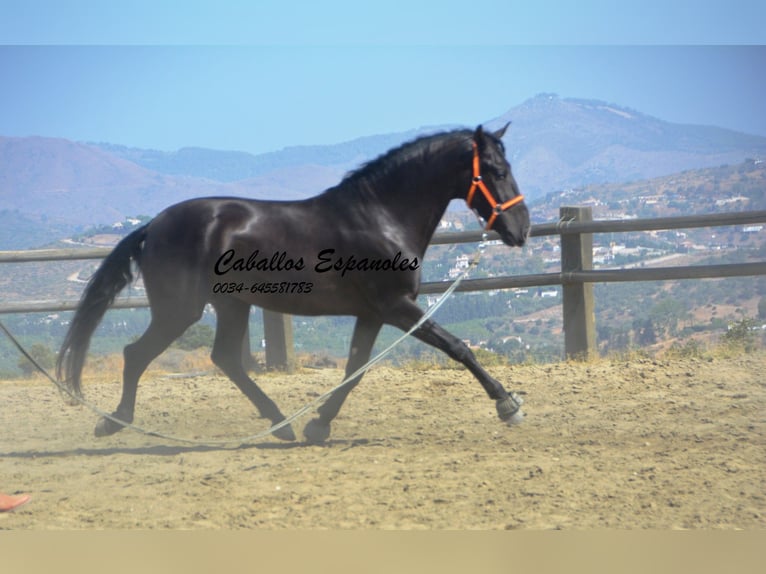 PRE Stallion 4 years 16 hh Black in Vejer de la Frontera