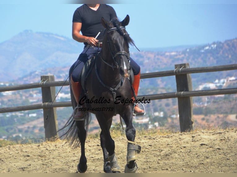 PRE Stallion 4 years 16 hh Black in Vejer de la Frontera