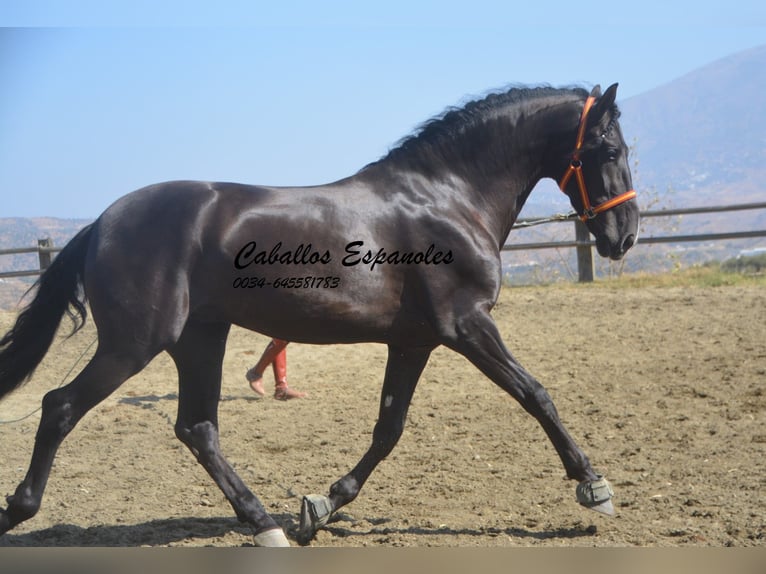 PRE Stallion 4 years 16 hh Black in Vejer de la Frontera