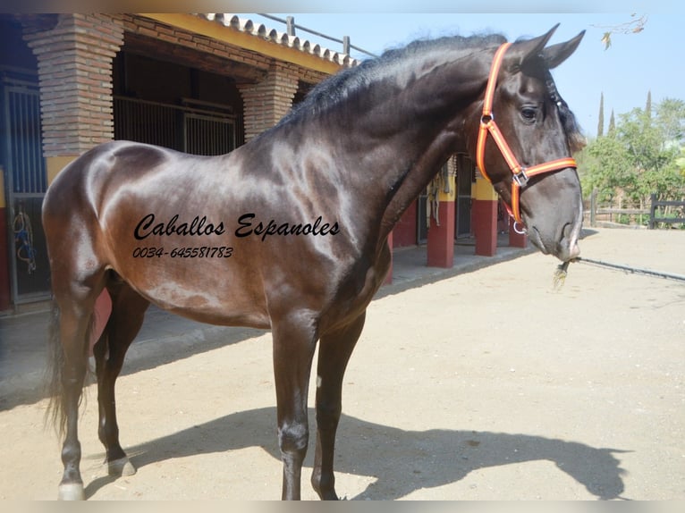 PRE Stallion 4 years 16 hh Black in Vejer de la Frontera