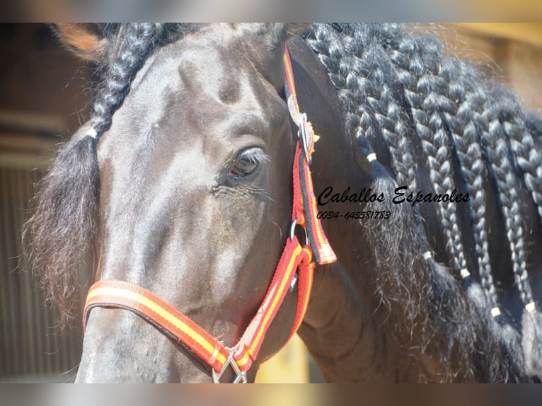 PRE Stallion 4 years 16 hh Black in Vejer de la Frontera