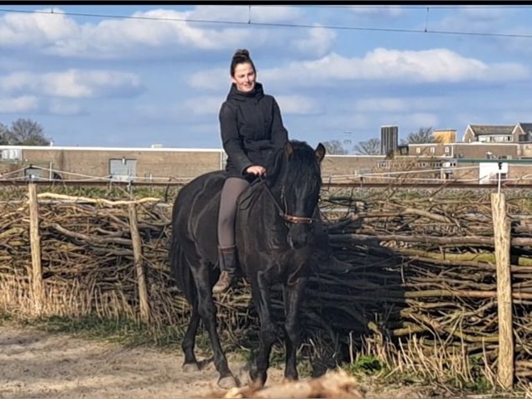PRE Stallion 4 years 16 hh Black in Enkhuizen