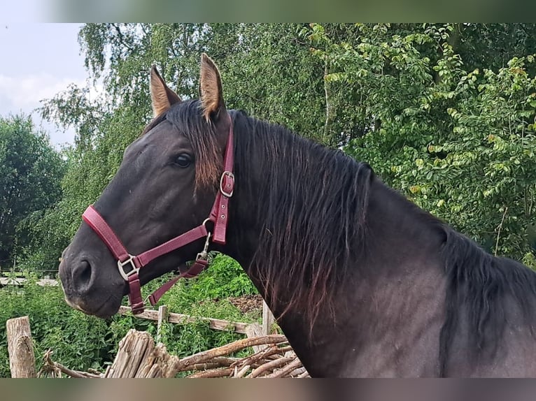 PRE Stallion 4 years 16 hh Black in Enkhuizen