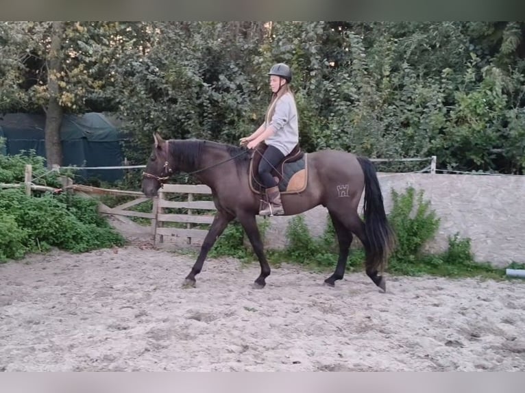 PRE Stallion 4 years 16 hh Black in Enkhuizen