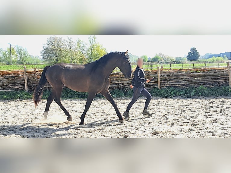 PRE Stallion 4 years 16 hh Black in Enkhuizen