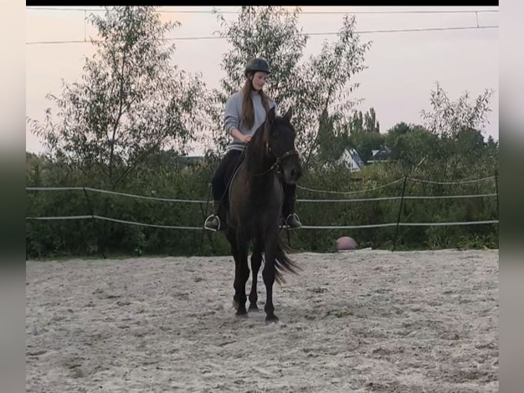 PRE Stallion 4 years 16 hh Black in Enkhuizen