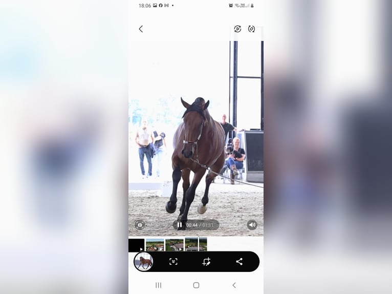 PRE Stallion 4 years 16 hh Brown in RANST