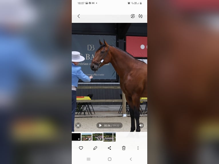 PRE Stallion 4 years 16 hh Brown in RANST