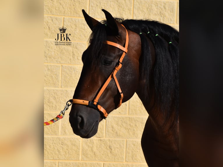 PRE Mix Stallion 4 years 16 hh Brown in Tabernas Almeria