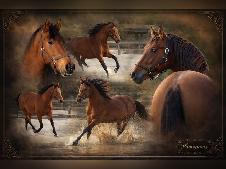 PRE Mix Stallion 4 years 16 hh Brown in Polenz