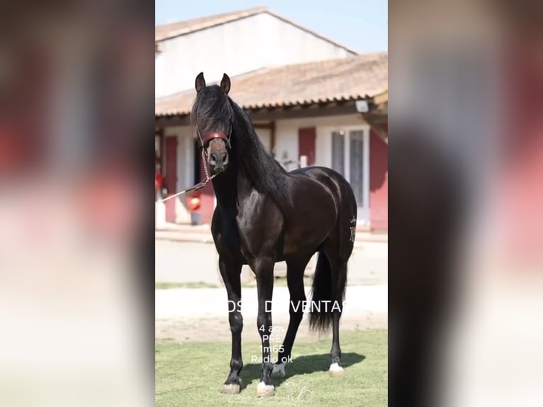 PRE Stallion 4 years 16 hh Brown in Cornillon-Confoux