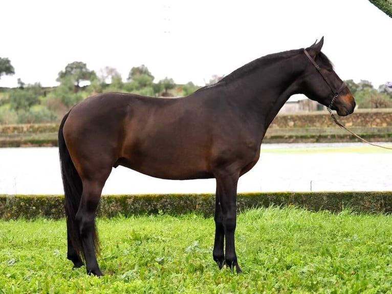PRE Mix Stallion 4 years 16 hh Brown in Navas Del Madroño