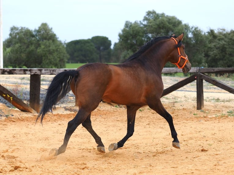 PRE Mix Stallion 4 years 16 hh Brown in Navas Del Madroño