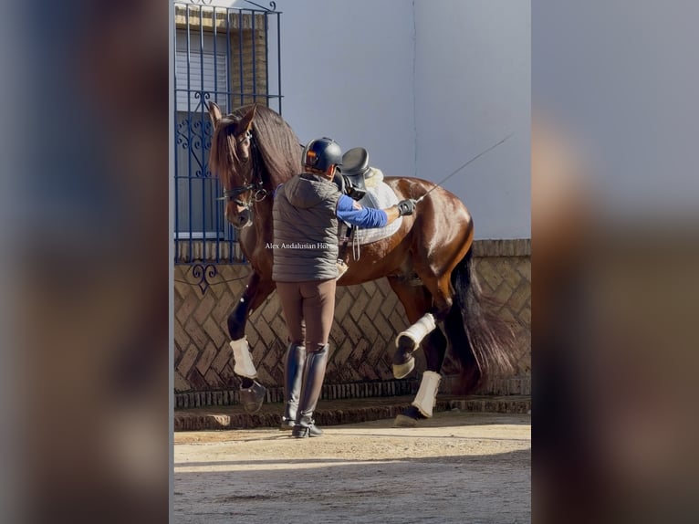 PRE Mix Stallion 4 years 16 hh Brown in Sevilla
