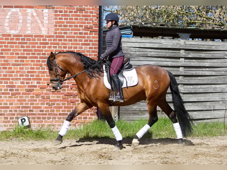 PRE Mix Stallion 4 years 16 hh Brown in Wremen