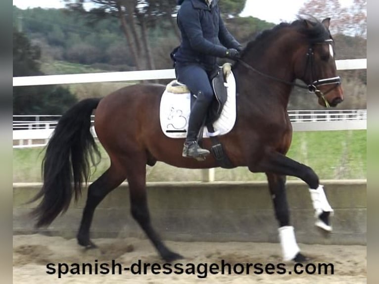 PRE Mix Stallion 4 years 16 hh Brown in Barcelona