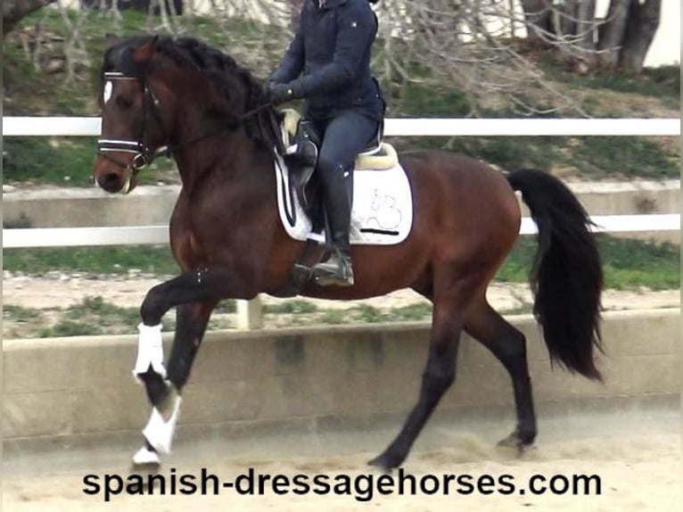 PRE Mix Stallion 4 years 16 hh Brown in Barcelona