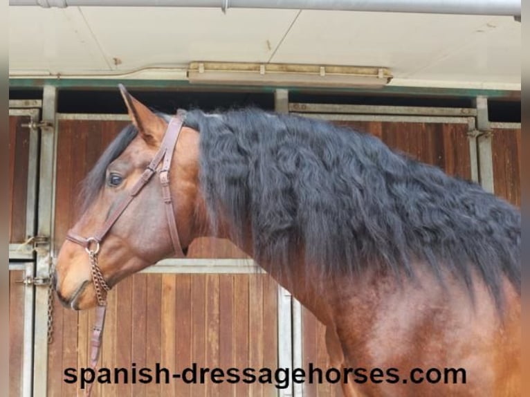 PRE Mix Stallion 4 years 16 hh Brown in Barcelona