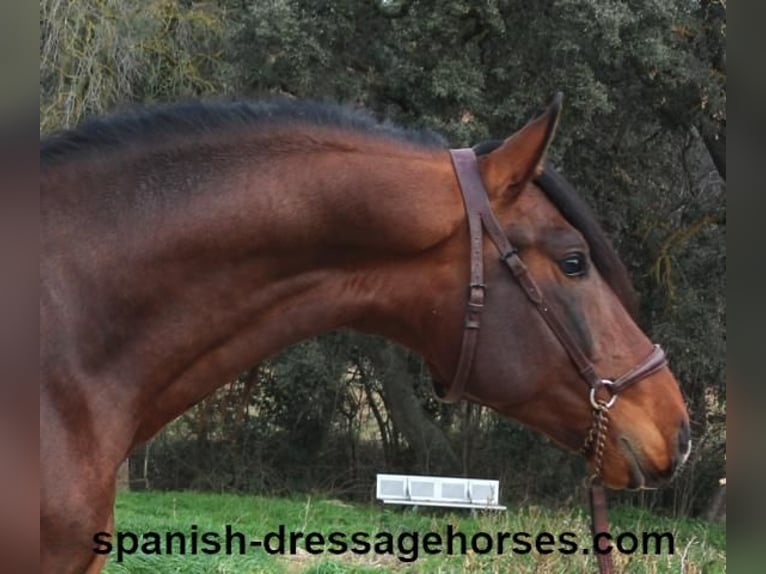 PRE Mix Stallion 4 years 16 hh Brown in Barcelona