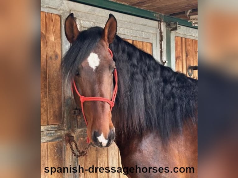 PRE Mix Stallion 4 years 16 hh Brown in Barcelona