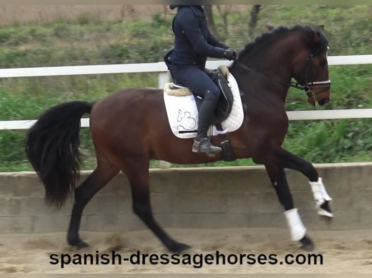 PRE Mix Stallion 4 years 16 hh Brown in Barcelona