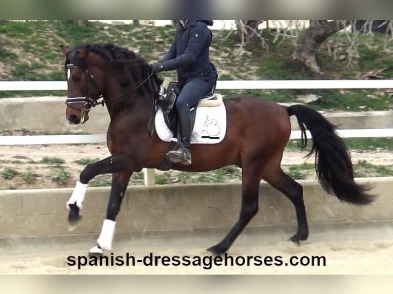 PRE Mix Stallion 4 years 16 hh Brown in Barcelona