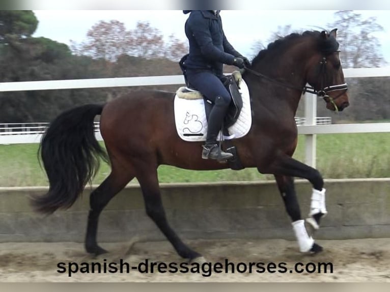 PRE Mix Stallion 4 years 16 hh Brown in Barcelona