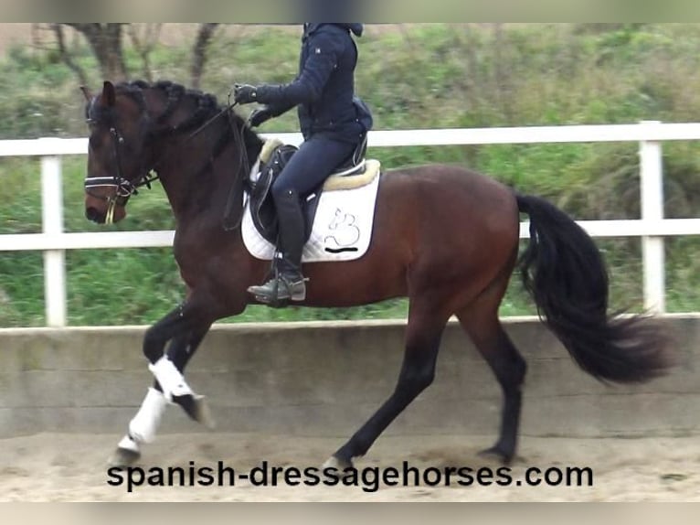 PRE Mix Stallion 4 years 16 hh Brown in Barcelona