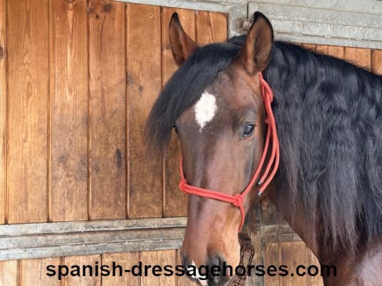 PRE Mix Stallion 4 years 16 hh Brown in Barcelona