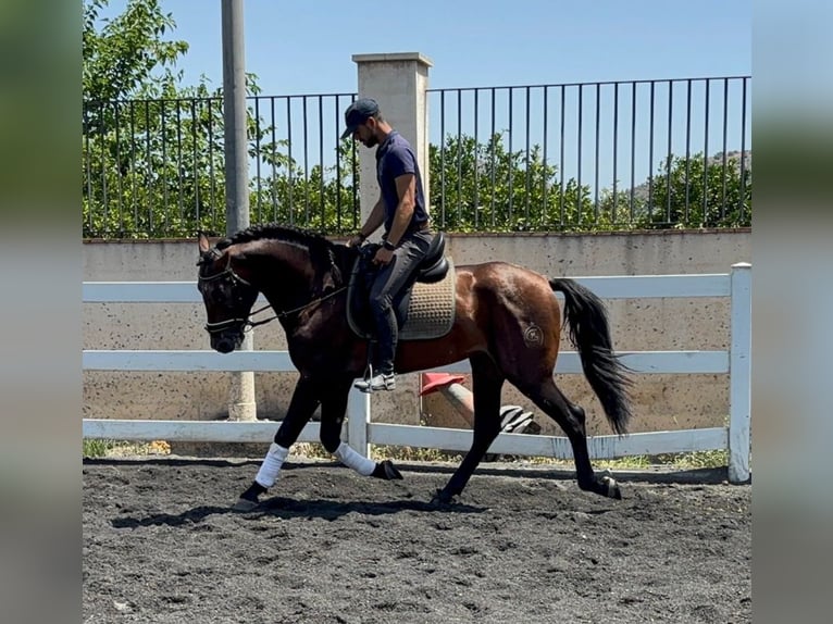 PRE Mix Stallion 4 years 16 hh Brown in Martfeld
