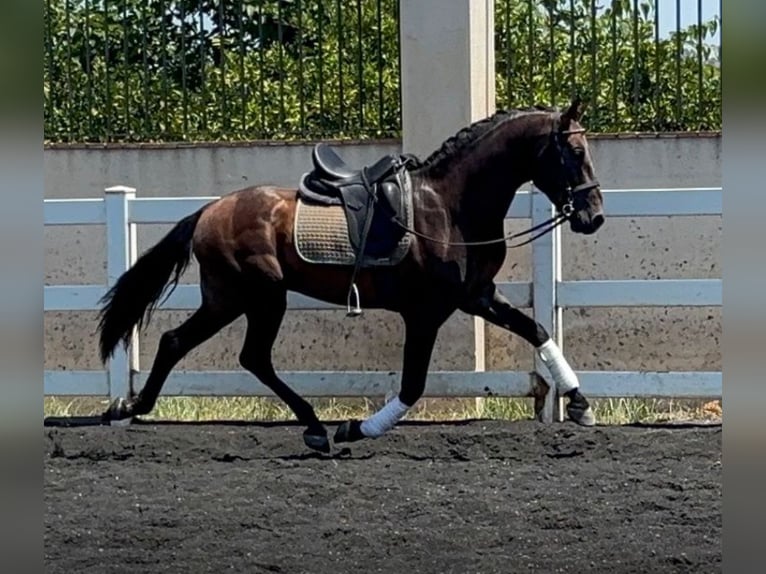 PRE Mix Stallion 4 years 16 hh Brown in Martfeld