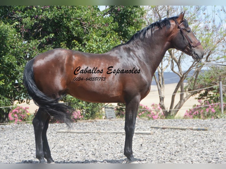 PRE Stallion 4 years 16 hh Brown in Vejer de la Frontera