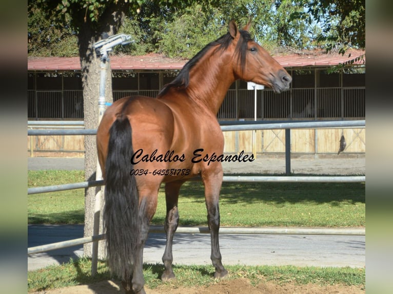 PRE Stallion 4 years 16 hh Brown in Vejer de la Frontera