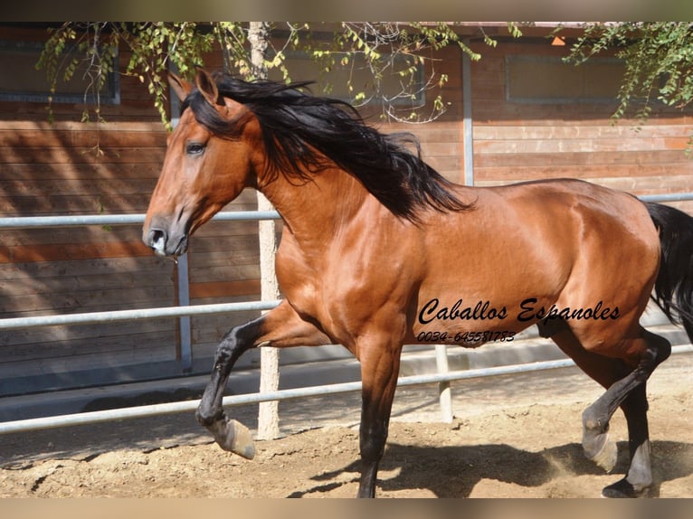 PRE Stallion 4 years 16 hh Brown in Vejer de la Frontera