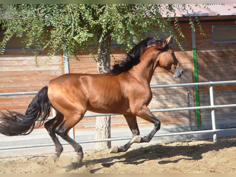 PRE Stallion 4 years 16 hh Brown in Vejer de la Frontera