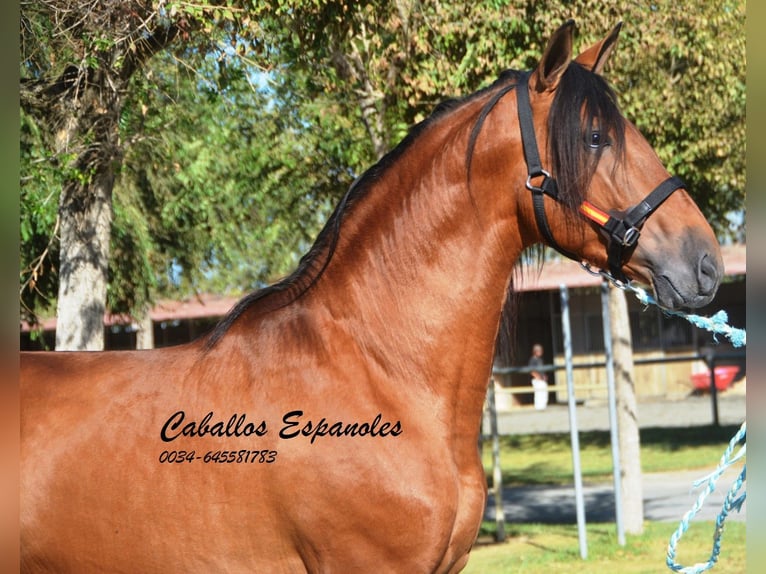 PRE Stallion 4 years 16 hh Brown in Vejer de la Frontera