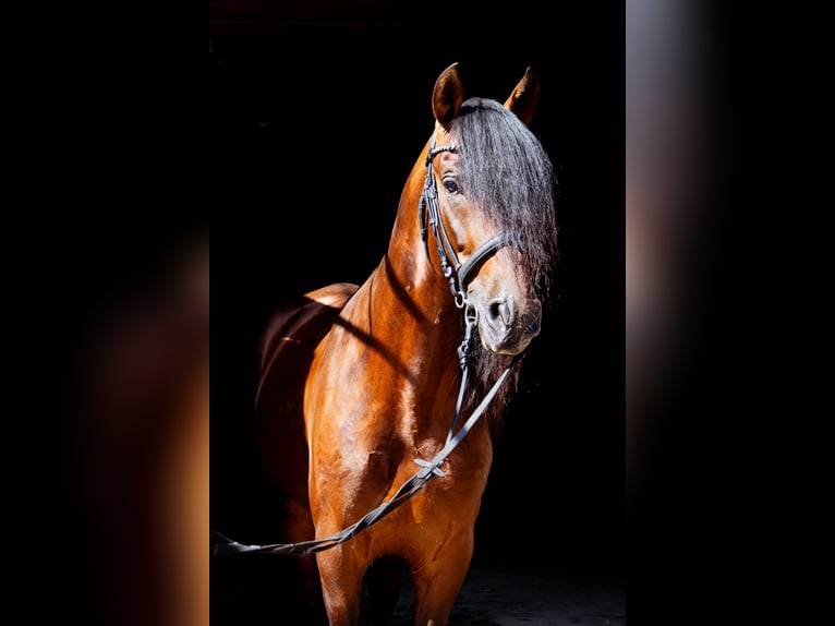 PRE Mix Stallion 4 years 16 hh Brown in Aeugst