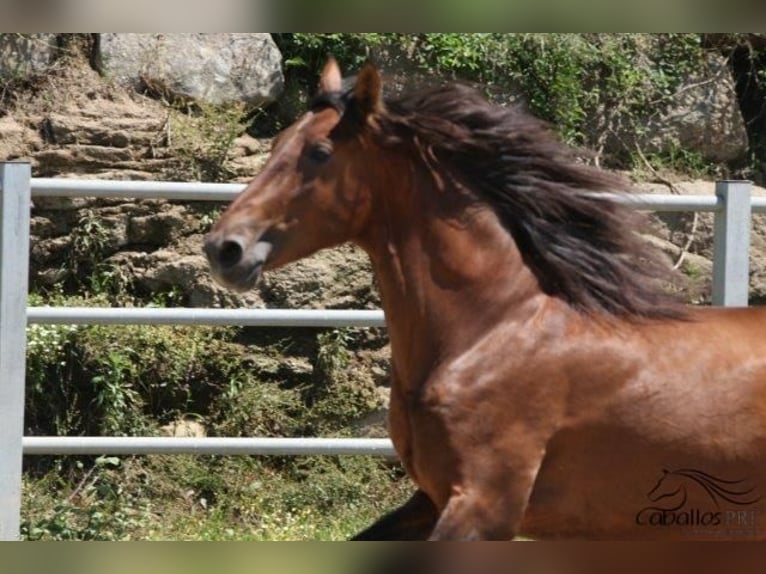 PRE Stallion 4 years 16 hh Brown in Barcelona