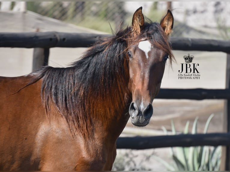 PRE Stallion 4 years 16 hh Brown in Tabernas Almeria