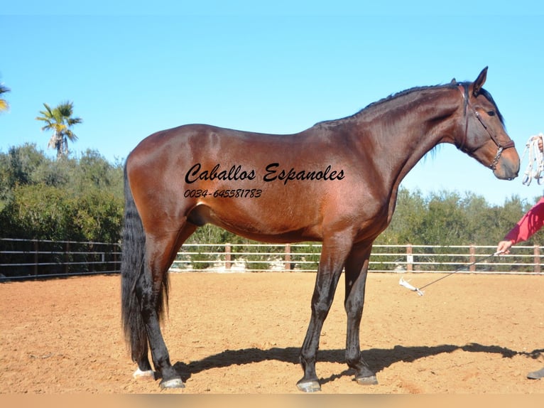 PRE Stallion 4 years 16 hh Brown in Vejer de la Frontera