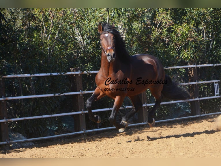 PRE Stallion 4 years 16 hh Brown in Vejer de la Frontera