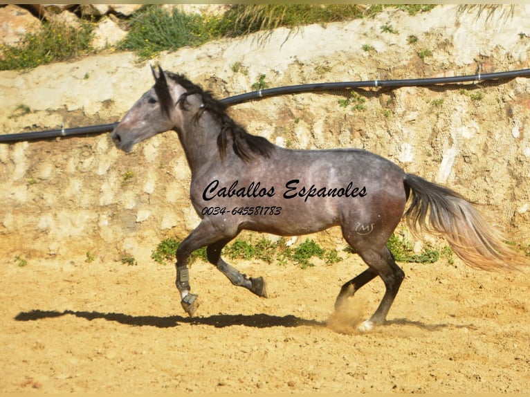 PRE Stallion 4 years 16 hh Brown Falb mold in Vejer de la Frontera