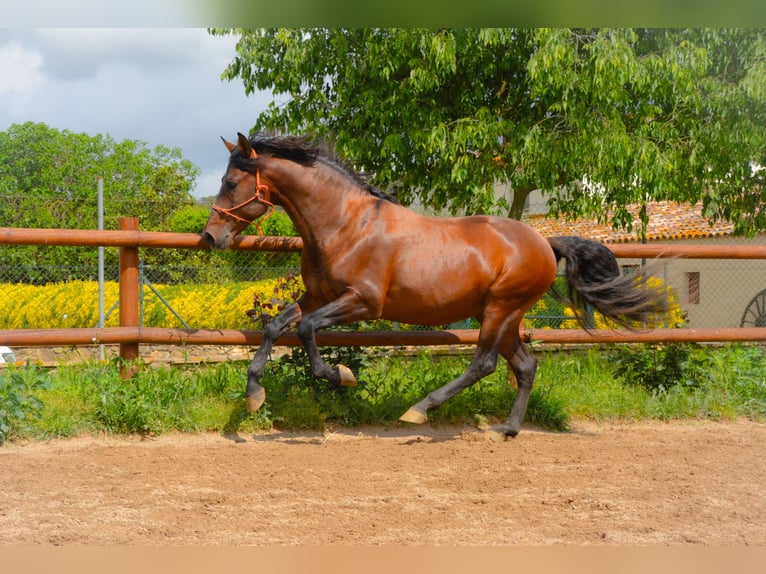 PRE Mix Stallion 4 years 16 hh Brown in Monells