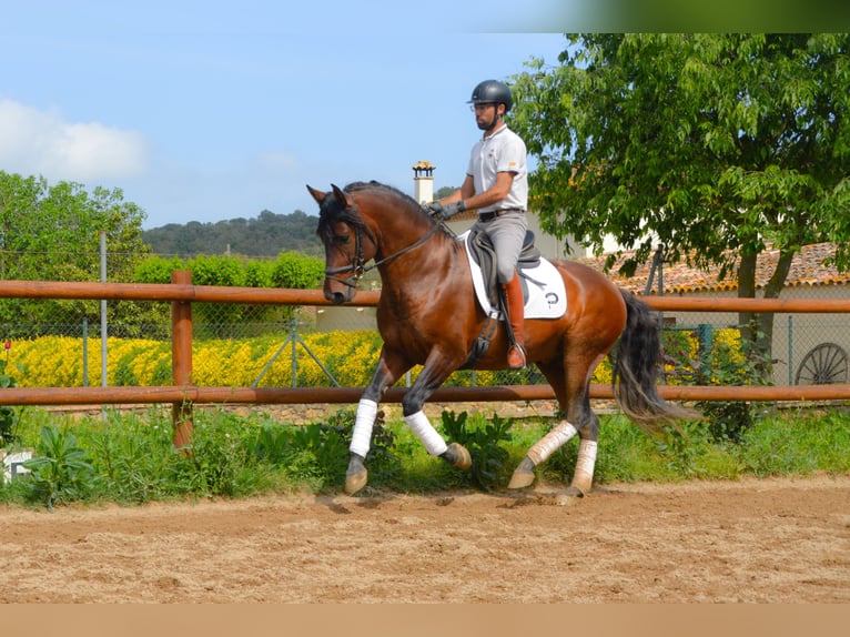 PRE Mix Stallion 4 years 16 hh Brown in Monells