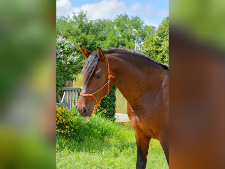PRE Mix Stallion 4 years 16 hh Brown in Monells